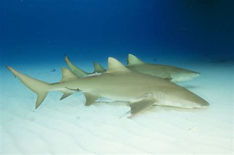 Lemon Shark Pictures