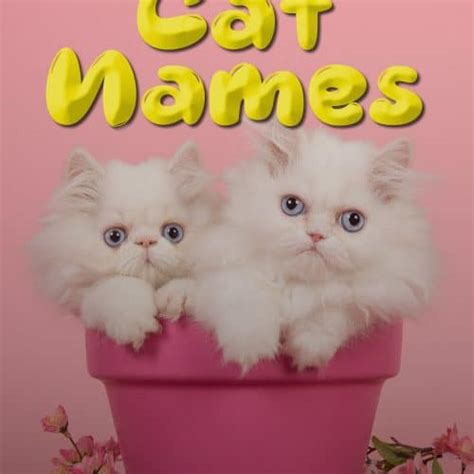 202 Funny Cat Names For Your Crazy Furball