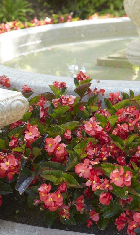 Surefire Rose Begonia Benariensis Backyard Vegetable Gardens