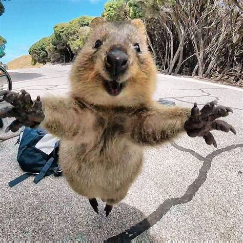 Wanted A Hug Too This Is The Australian Quokka The Happiest Animal On