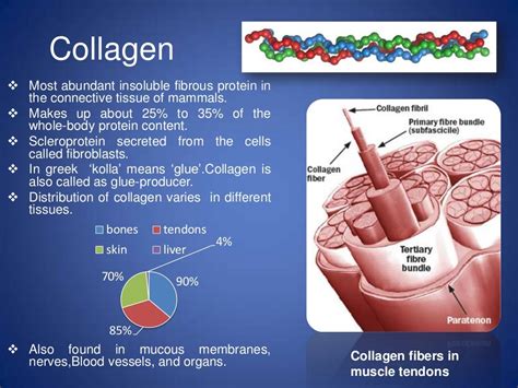 Collagen The Connective Tissue Protein