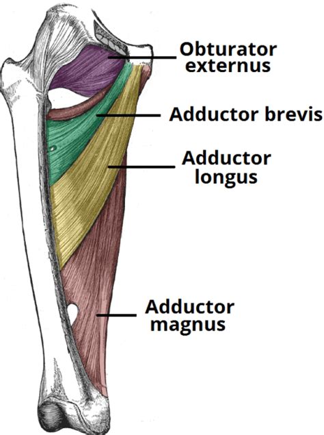 Typically the strain occurs near the point where the pulled muscle in the hip joins the connective. Muscles of Hip | Bone and Spine