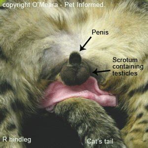 Get pets spayed or neutered for a great price. Feline Neutering - All About Male Cat Desexing.