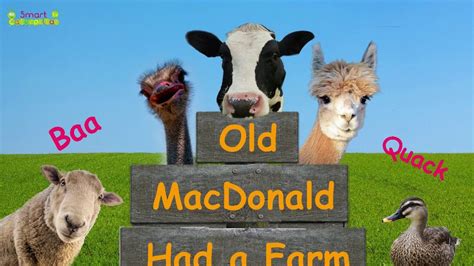 The Best Old Macdonald Had A Farm Real Animals 2022
