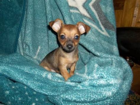 Don't miss what's happening in your neighborhood. Chiweenie (Chihuahua-Dachshund mix) Info, Temperament ...
