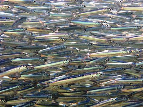 Silvery Capelin Sought By Hungry Giants Baleines En Direct