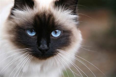 Birman Cat