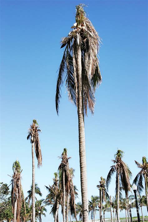 Hurricane Damage To Palm Trees Photograph By Jeffrey Greenberguig