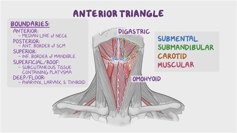 Superficial Structures Of The Neck Anterior Triangle Osmosis