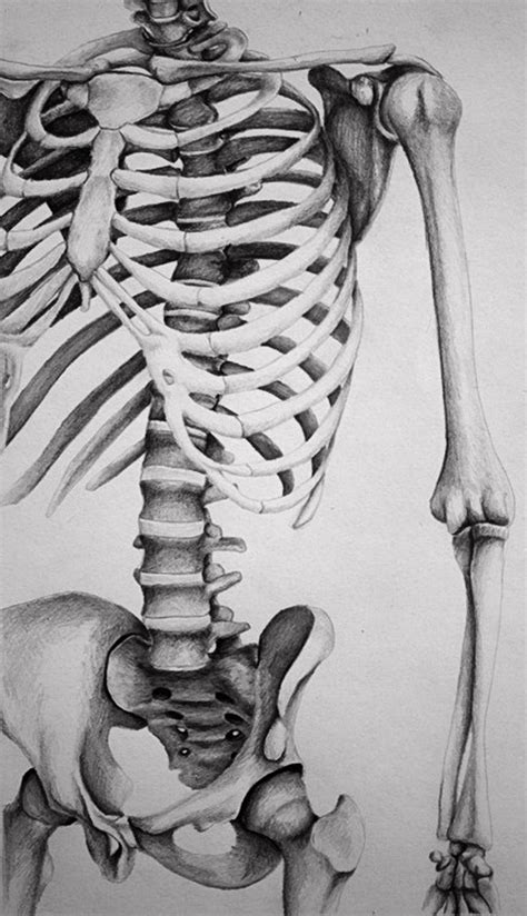 Skeletal Torso By Melissa B Pencil Drawing Anatomy Drawing Anatomy