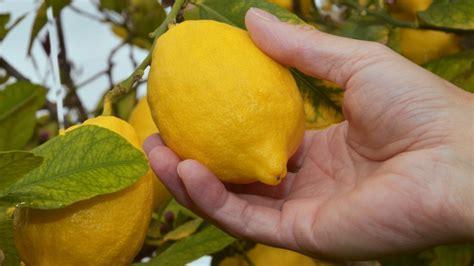 Complete Guide To Growing Citrus Trees At Home Lemon