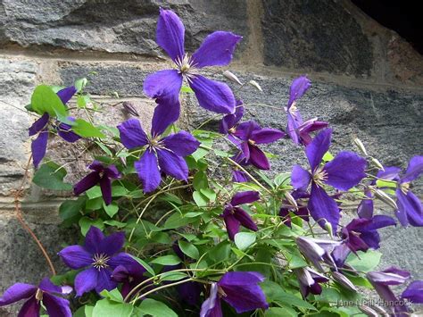 Viva polonia (clematis) live shrub, red flowers with a white star. "Purple Petals On The Vine - Clematis flowers" by Jane ...