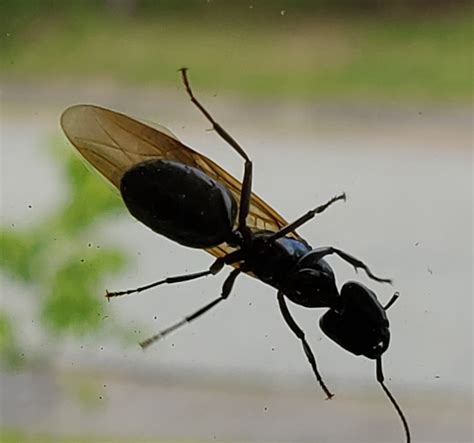 Is This A Termite Flying Ant Ar15com