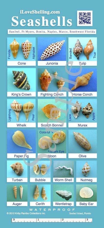 45 Best Shell Identification Images Sea Shells Shells Shell Beach