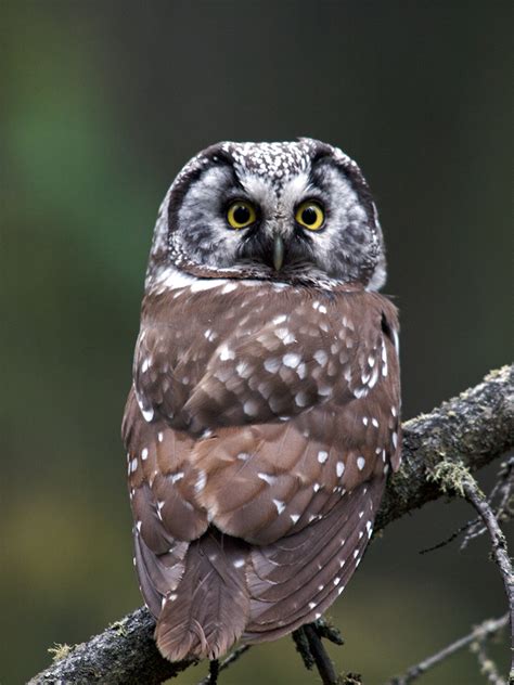 Bird Of The Week Boreal Owl The Mudflats Interesting Things From