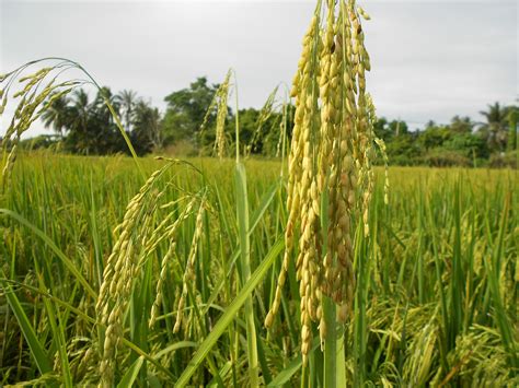 Semakin meningkatnya permintaan beras membuat begitu penting peran budidaya padi, terutama di. paddy: PENGENALAN