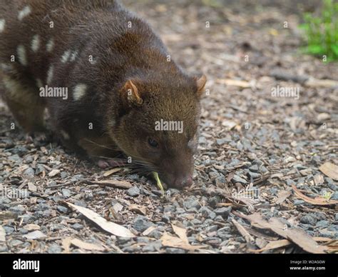 Spotted Tailed Quoll Stock Photo Alamy