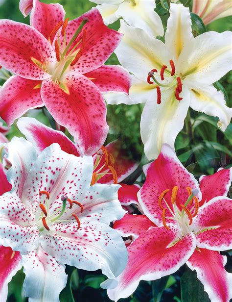 Pixie Oriental Lilies Mixed Tesselaar