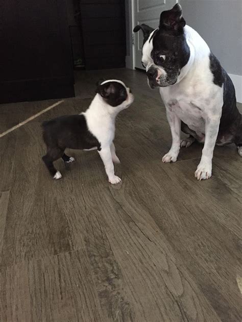 8 Years Old Boston Terrier Looking At The New 2 Months Old Puppy