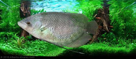 Red dwarf gourami ini merupakan ikan gurame yang cukup banyak beredar di pasar ikan hias di indonesia. Klasifikasi dan Anatomi Ikan Gurame - Jenis Tanaman Hidroponik