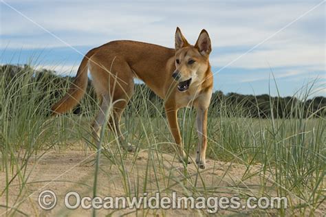 Australian Dingo Photo Image