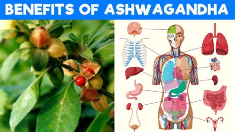 8 Amazing Health Benefits Of Ashwagandha Youtube