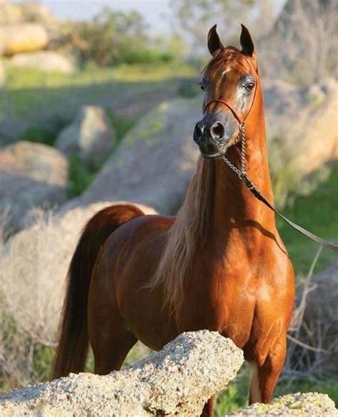 Arabian horse, earliest improved breed of horse, valued for its speed, stamina, beauty, intelligence, and gentleness. Pin on Arabian H o r s e s