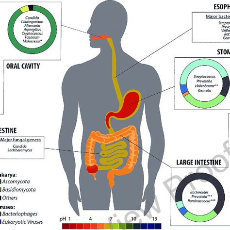 Pdf Microbial Ecology Along The Gastrointestinal Tract