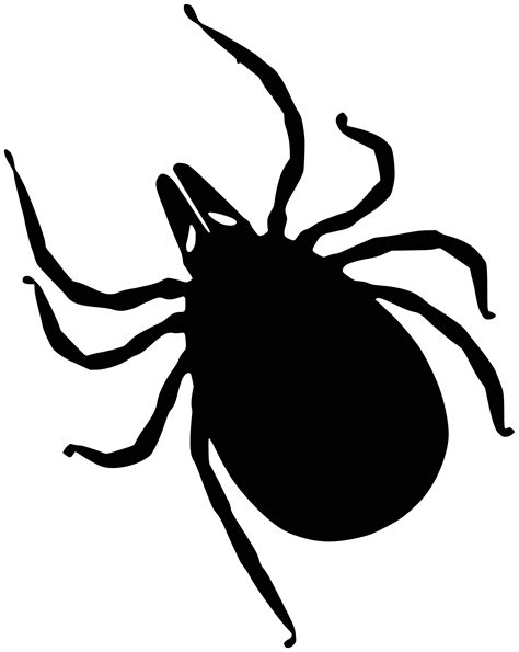 Tick Insect Png Transparent Image Download Size 1910x2400px