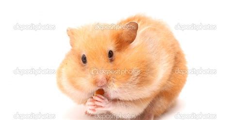 Funny Brown Hamster With Very Surprised Eyes Okay Wallpaper