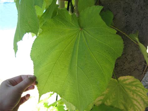We did not find results for: Plante grande feuille verte exterieur - l'atelier des fleurs