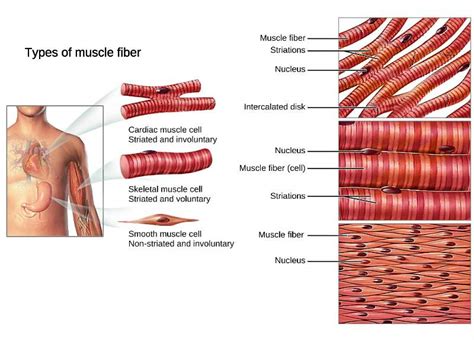 Muscular Tissue Emedicodiary