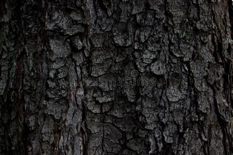 Dark Bark Of A Tree Stock Photo Image Of Plank Pattern 102507848