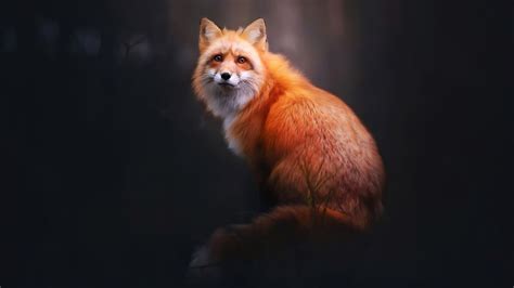 2560x1440 Fox Digital Art 4k 1440p Resolution Hd 4k Wallpapers Images