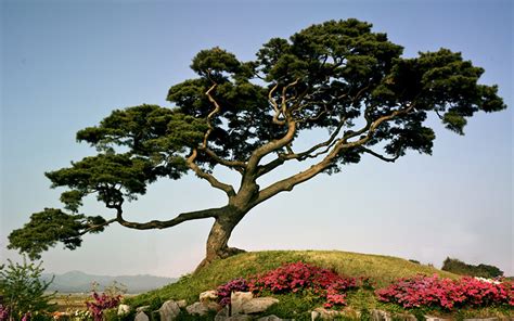 Japanese Pine Tree On A Mountain Wallpapers And Images Wallpapers