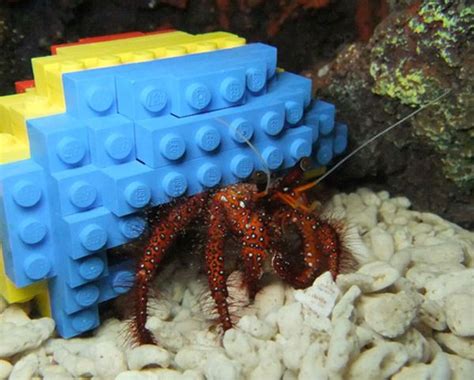 This Stylish Hermit Crabs New Shell Cool Lego Creations Lego