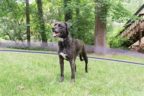 Pavlov 'no bark' collars combine the latest in digital technology with tried and tested learning techniques to create more peaceful living between. Free Spirit InGround Fence AddADog Collar Additional Extra ...
