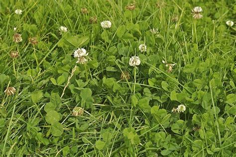 Using White Clover To Boost Grazing Performace Agrilandie