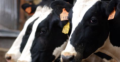 Controversial Dairy Cafo In Keoween County Could Have Up To 15k Cows Under Proposed Permit