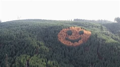 Every Autumn A Massive Smiley Face Of Trees Appears In Oregon — Heres