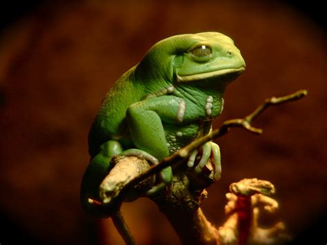 Waxy Monkey Frog At The National Geographic Museum In Was Flickr