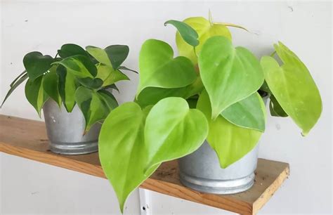 Philodendron Full Guide For Growing And Caring Flowering Plant