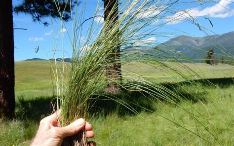 Fine Fescue How To Grow And Care For It