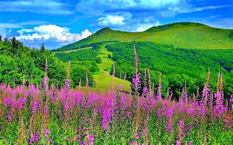 Landscape Spring Field Beautiful Flowers Hills Grass Clouds Wallpaper