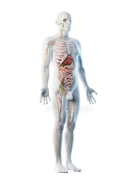 Transparent Body Model Showing Male Anatomy And Internal Organs