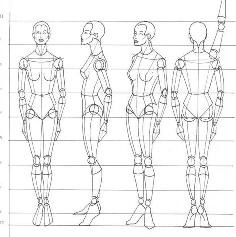 Human Body Proportions Drawing Female Clip Art Library