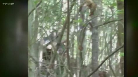 North Carolina Man Claims He Spotted Three Bigfoots Took Video