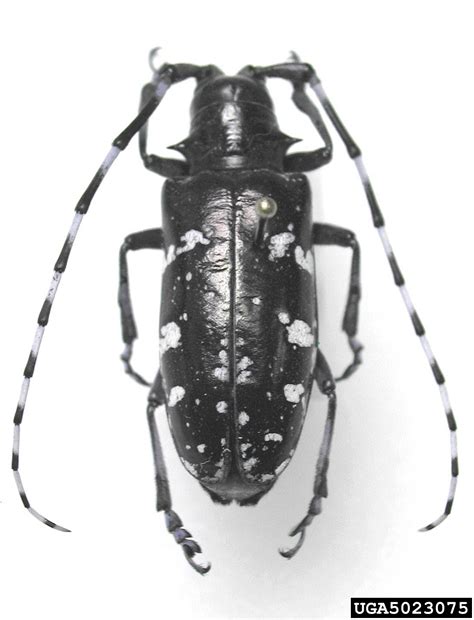 Asian Longhorned Beetle Anoplophora Glabripennis