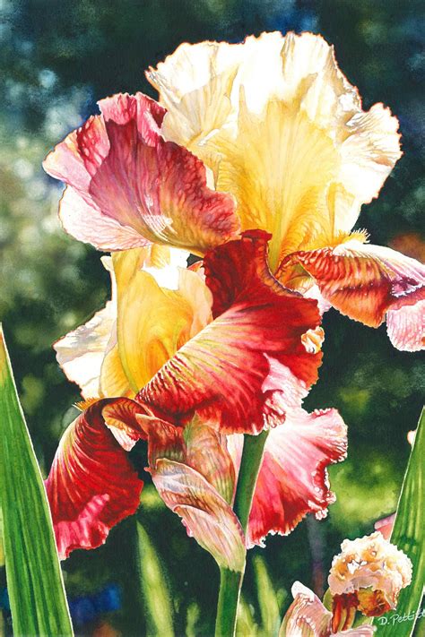 Elegance Iris Watercolor Paintings Nature Iris Painting Nature