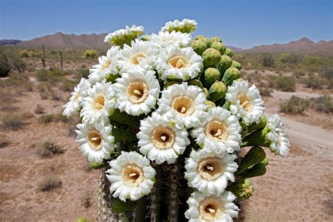 Flowers Across America A Visual Guide To Each States Official